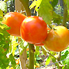 Tomato Grosse Lisse